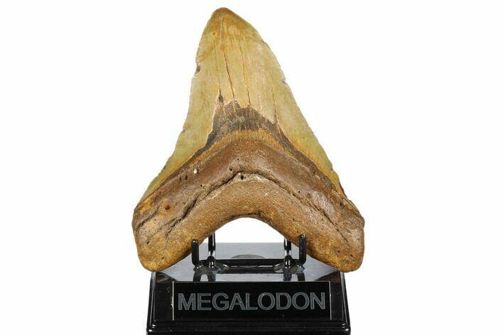 Huge, Fossil Megalodon Tooth - North Carolina #183305